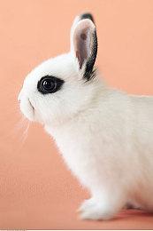 《战锤40k: 星际战士2》“围攻模式”PV发布 直面绝境！